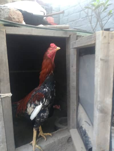 mianwali aseel murga