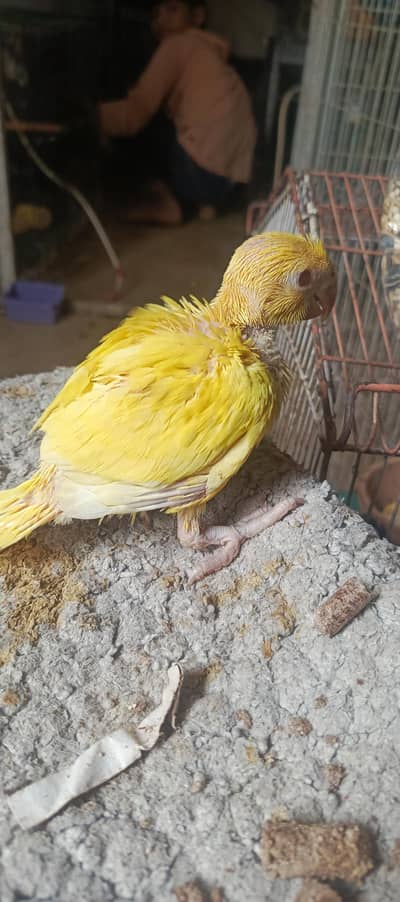 yellow ring neck chicks available