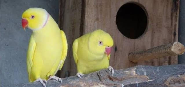 Yellow ringneck pair