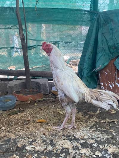 COME WHATSAPP FOR MORE DETAILS 03151509724