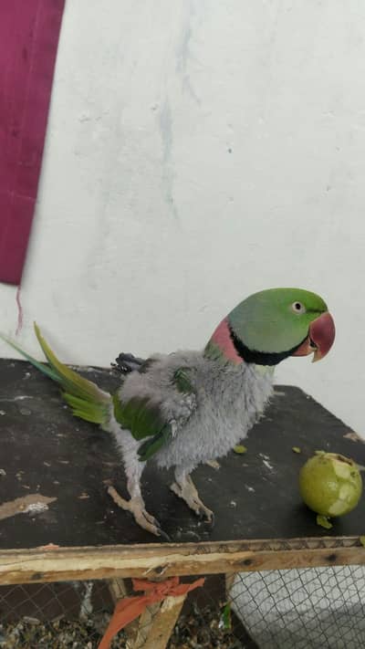 raw parrot for sale