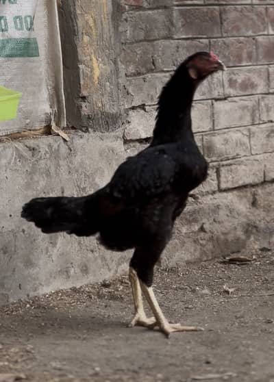 King Size O Shamo Breeder Hens For Sale