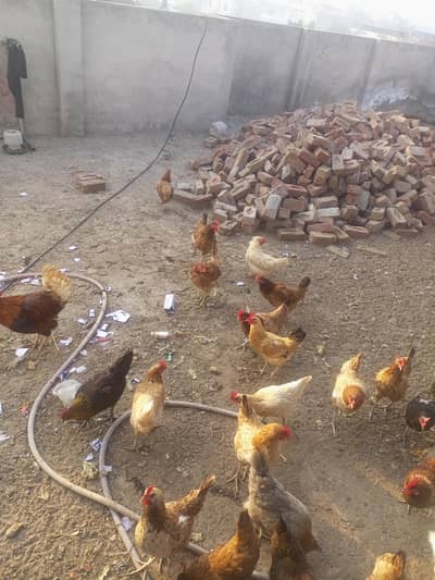 30 hens for sale,. . . . . . . . . . . . .