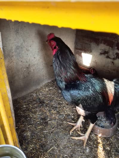 aseel murgha full active n healthy for sale