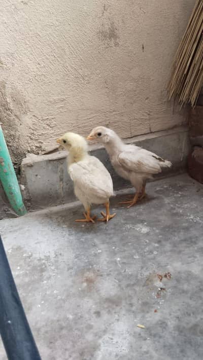 heera aseel chicks mianwali nasal