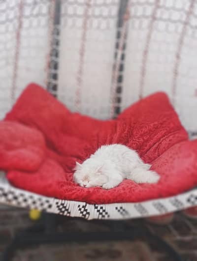 Persian triple coat male cat sky blue eyes very playful