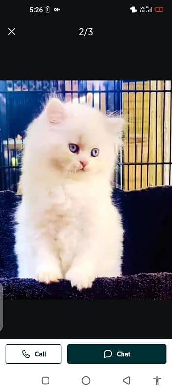 Persian cat for sale male female dakshin clear 0329=26=63=252=