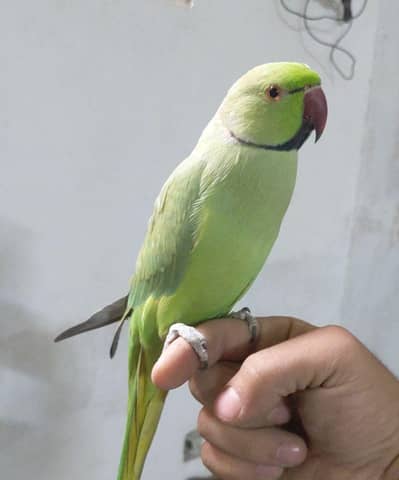 green ringneck parrot