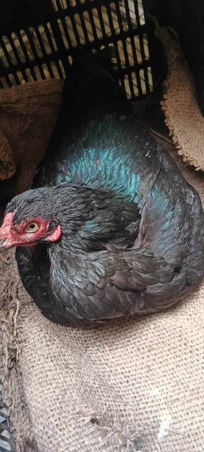 kurak asel murgeyan pki kurak han Ghar ke phli han par pes 4000