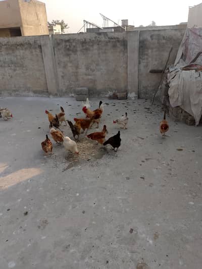 Desi Murghiyan & Murgha for Sale – Healthy Poultry
