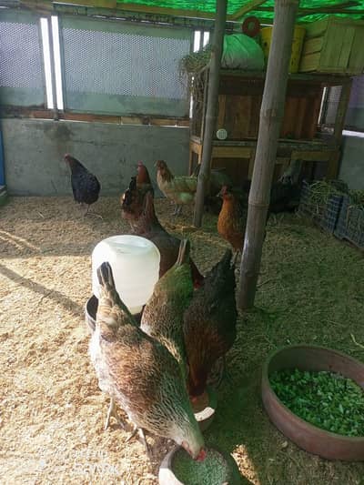 10 Home Feed Egg Laying Hen | Daily Eggs | No commercial Feed Used