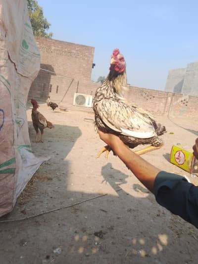 Aseel pairs available