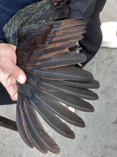 pure Pakistani  bnd gadi mazbot madi long highted  3 kg plus weight