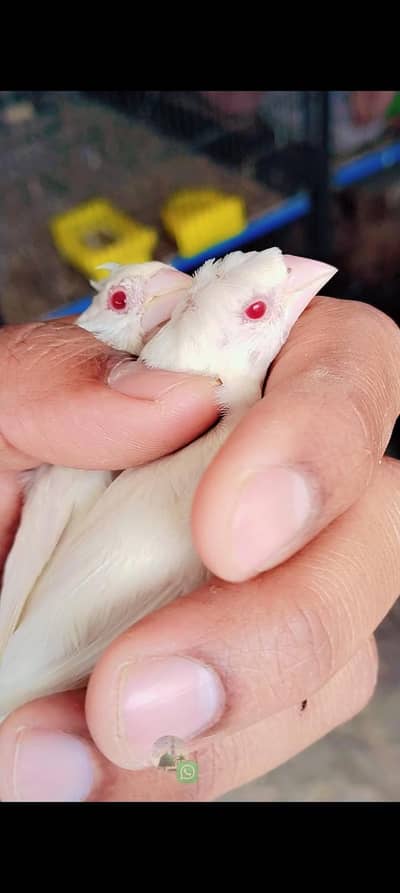 Crested White Red eye banglize