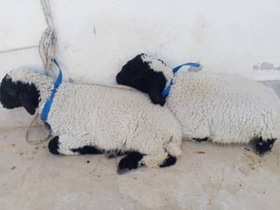 Dono Male he. age 2.5month  hai