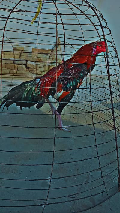 aseel k pathy inthai mzboot