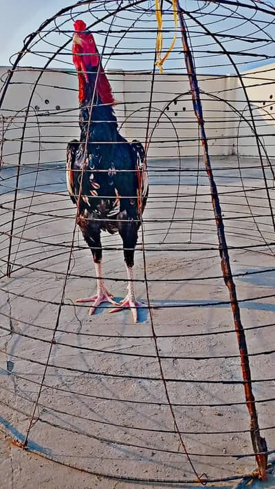 aseel k pathy inthai mzboot