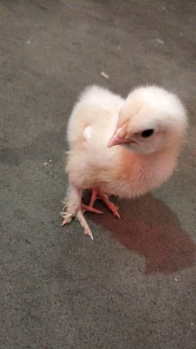 white heavy buff per peice 400 rs