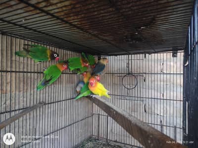 Fishers breeder pair available for sale