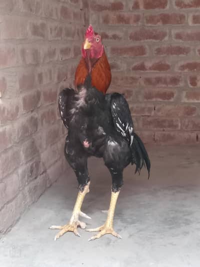 Aseel shamo breeder male for sale.