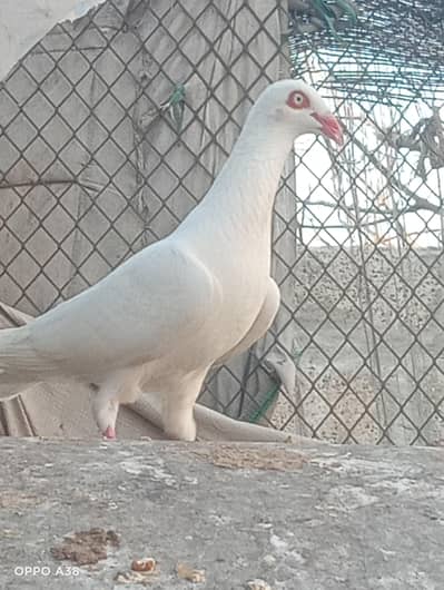 Pure Danish Tumbler Pigeon Female – Healthy & Active | Rare Breed