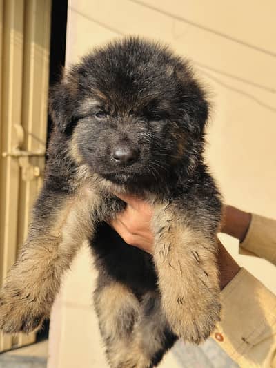 German shepherd long coat puppies pair for sale healthy  puppies