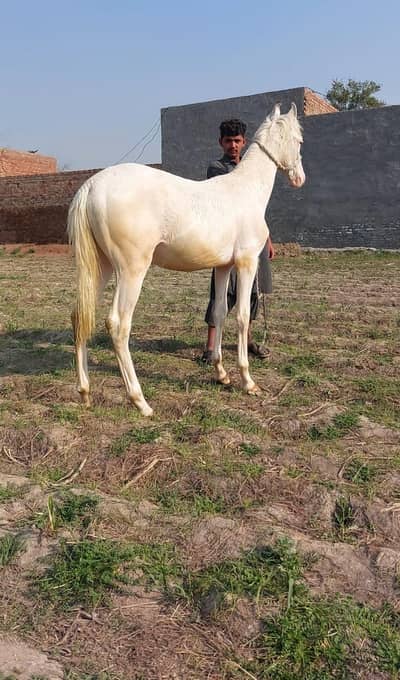 branded nukara Vachhera