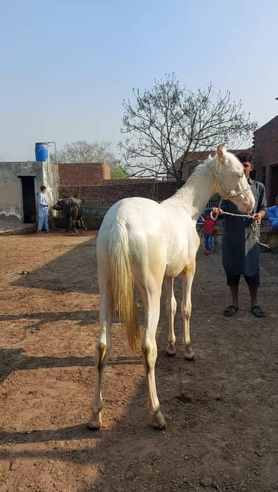 branded nukara Vachhera