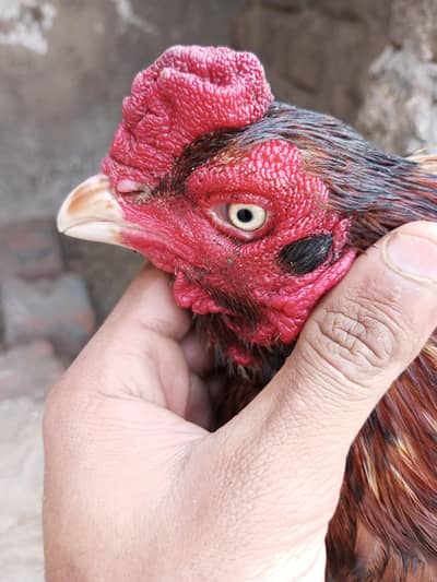 Aseel Mianwali khajoori peela