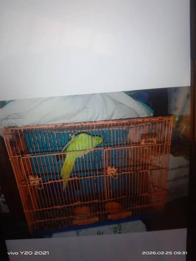 koi kharabi nhe h condition ok h cage for sale h