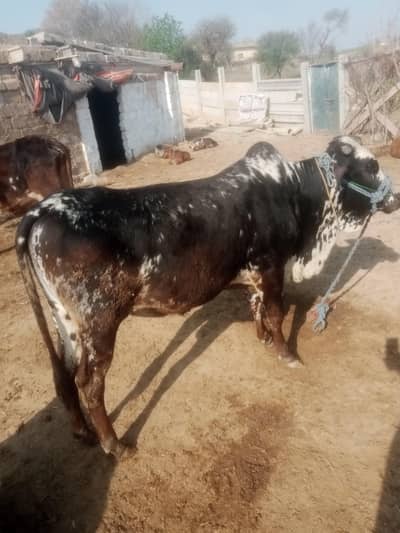 2 bul 2 cow munsib rate qurbani k lye best