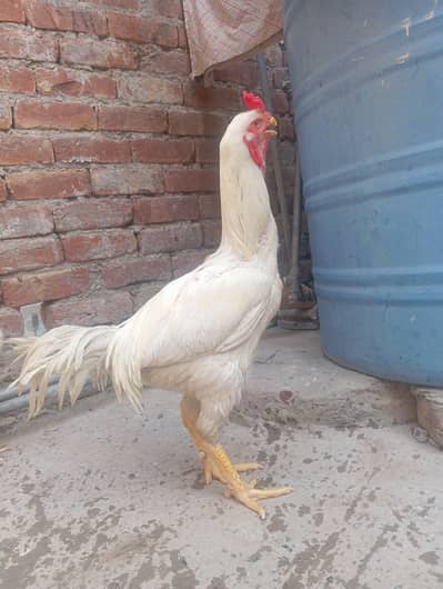 Aseel Rooster/Aseel Heera