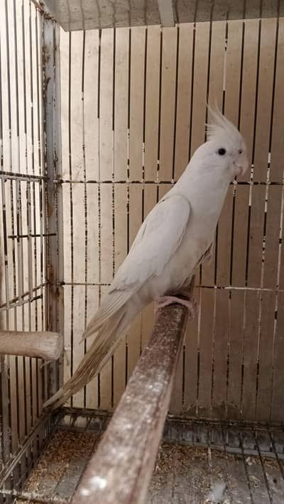 cocktail albino/common white