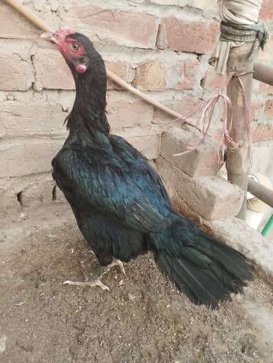 Lasani Aseel Hen egg dai ri h