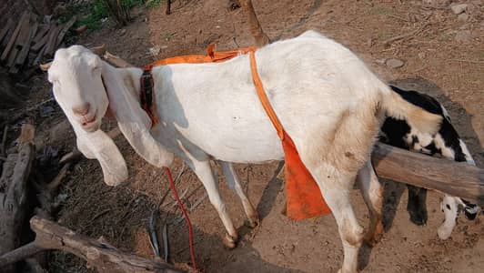 goat with 3 month baby female