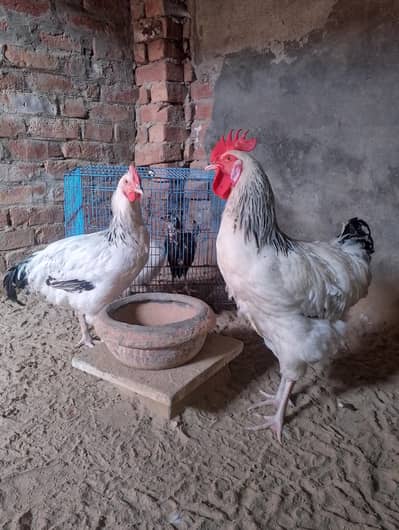 Light Sussex Fancy Murghi Murgha Pair – 9 Mah – Strong Breed