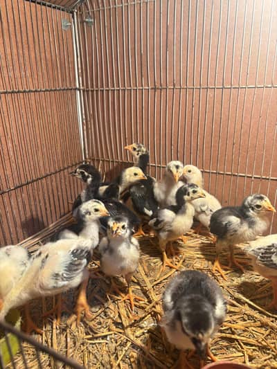 shampoo aseel for sale urgent