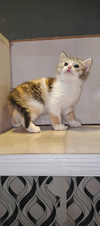 Cute & Playful Persian Kittens For Sale