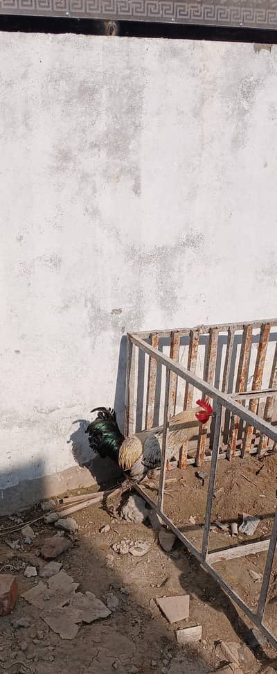 Argent for sale ya exchange hen