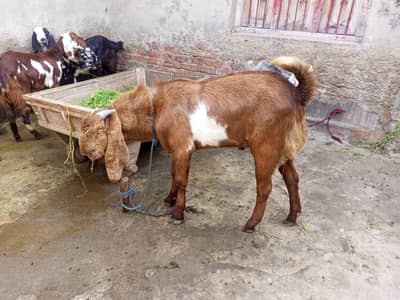 bakra beetal for sale