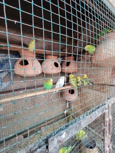 Budgies | Dove | Lovebirds Fisher | Plum Headed