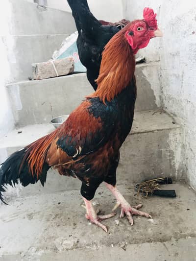 Aseel setup for sale