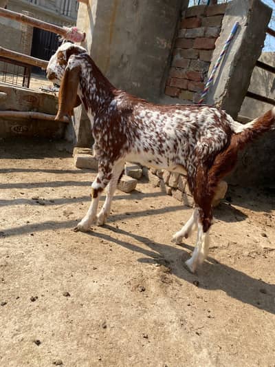 bakry or بکروں کے بچے