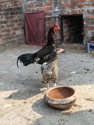 Ameen Park 03261887870