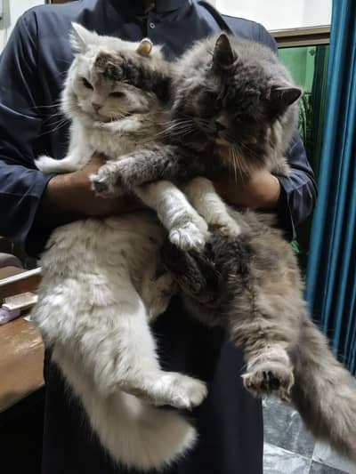 Persian Cats Pair