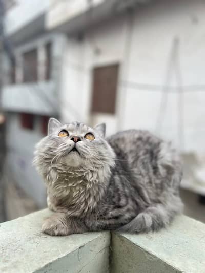 persian / Siberian Cat For Stud | Perisan Cat For Matting | For Cross