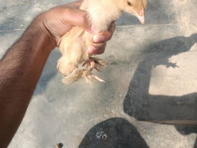 heavy buff chicks availible ens good quality mianwali hens home breed