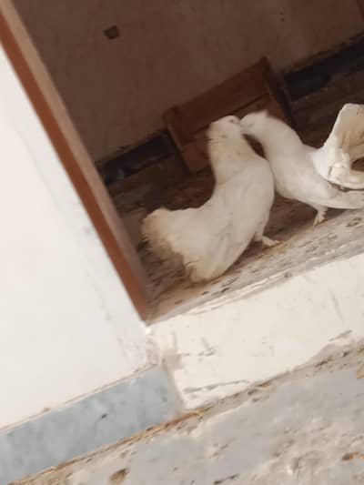 lakha kabuter confirm breeder andon pa ay wa han 1/2 din ma da dan ja