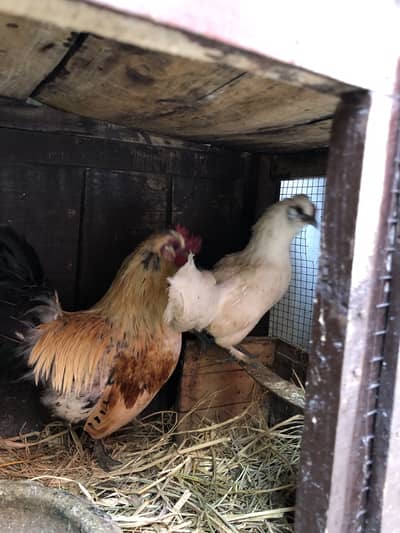White Golden Black Silkie Pair Breed