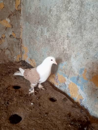 Karblai Pair & 1 pattha  read complete add